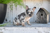 AKC French Bulldog For Sale Baltic OH Max