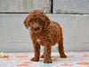 Miniature Poodle Puppy For Sale Fresno Ohio-Max