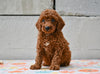 Miniature Poodle Puppy For Sale Fresno Ohio-Max