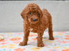 Miniature Poodle Puppy For Sale Fresno Ohio-Max