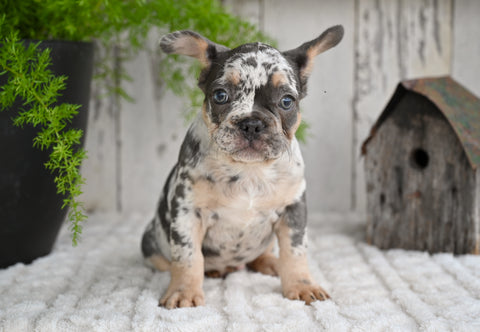 AKC French Bulldog For Sale Baltic OH Max