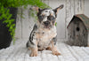 AKC French Bulldog For Sale Baltic OH Max