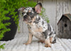 AKC French Bulldog For Sale Baltic OH Max