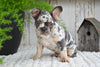 AKC French Bulldog For Sale Baltic OH Max