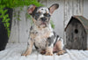 AKC French Bulldog For Sale Baltic OH Max