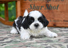 Shih Tzu For Sale Fredericksburg OH-Max