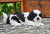 Shih Tzu For Sale Fredericksburg OH-Max