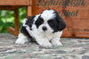 Shih Tzu For Sale Fredericksburg OH-Max