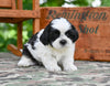 Shih Tzu For Sale Fredericksburg OH-Max