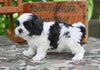Shih Tzu For Sale Fredericksburg OH-Max