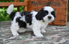 Shih Tzu For Sale Fredericksburg OH-Max