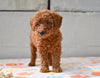 Miniature Poodle Puppy For Sale Fresno Ohio- Megan