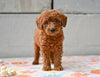 Miniature Poodle Puppy For Sale Fresno Ohio- Megan