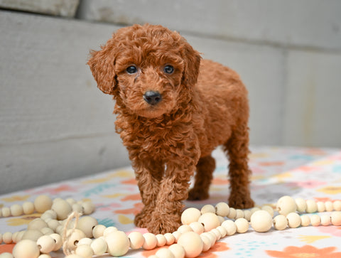 Miniature Poodle Puppy For Sale Fresno Ohio- Megan
