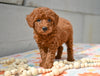 Miniature Poodle Puppy For Sale Fresno Ohio- Megan