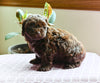 Shih-Poo For Sale Baltic OH Melissa Female