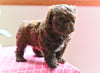 Shih-Poo For Sale Baltic OH Melissa Female