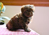 Shih-Poo For Sale Baltic OH Melissa Female