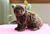 Shih-Poo For Sale Baltic OH Melissa Female
