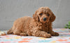 Miniature Poodle Puppy For Sale Fresno Ohio-Mia