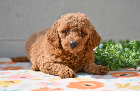 Miniature Poodle Puppy For Sale Fresno Ohio-Mia