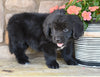 AKC Newfoundland For Sale Dalton OH-Mia