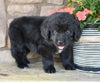 AKC Newfoundland For Sale Dalton OH-Mia