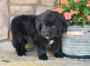 AKC Newfoundland For Sale Dalton OH-Mia
