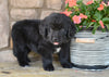 AKC Newfoundland For Sale Dalton OH-Mia