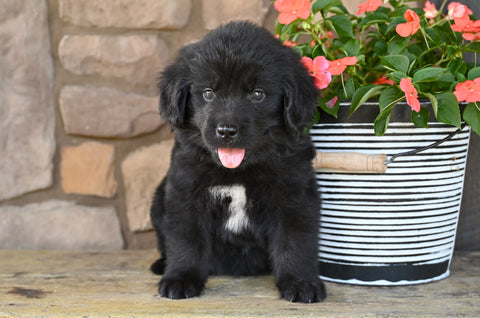 AKC Newfoundland For Sale Dalton OH-Mia