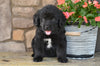 AKC Newfoundland For Sale Dalton OH-Mia