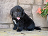 AKC Newfoundland For Sale Dalton OH-Mia