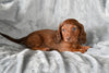 ACA Long Haired Dachshund For Sale Fredericksburg OH Male Mickey
