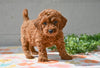 Miniature Poodle Puppy For Sale Fresno Ohio-Mickey