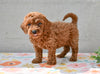 Miniature Poodle Puppy For Sale Fresno Ohio-Mickey