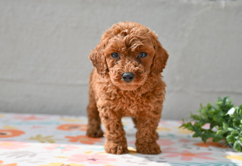 Miniature Poodle Puppy For Sale Fresno Ohio-Mickey