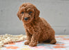 Miniature Poodle Puppy For Sale Fresno Ohio-Mickey