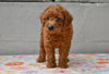 Miniature Poodle Puppy For Sale Fresno Ohio-Millie