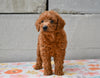 Miniature Poodle Puppy For Sale Fresno Ohio-Millie