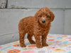 Miniature Poodle Puppy For Sale Fresno Ohio-Millie