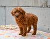 Miniature Poodle Puppy For Sale Fresno Ohio-Millie
