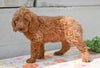 Miniature Poodle Puppy For Sale Fresno Ohio-Milo