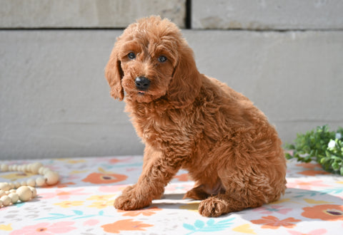 Miniature Poodle Puppy For Sale Fresno Ohio-Milo