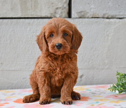 Miniature Poodle Puppy For Sale Fresno Ohio-Monty