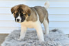 AKC Akita For Sale Millersburg OH Female-Molly