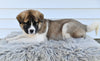 AKC Akita For Sale Millersburg OH Female-Molly