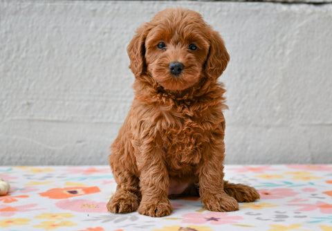 Miniature Poodle For Sale Fresno Ohio-Molly