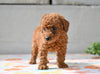 Miniature Poodle Puppy For Sale Fresno Ohio-Murphy