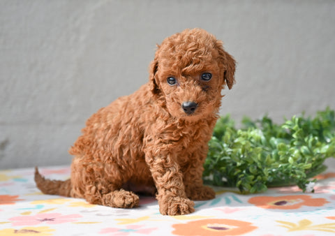 Miniature Poodle Puppy For Sale Fresno Ohio-Murphy