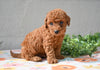 Miniature Poodle Puppy For Sale Fresno Ohio-Murphy